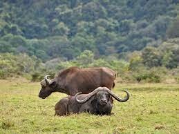 ATA - 2Days - 1 Night Arusha National park &amp; Materuni Waterfalls