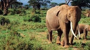 ATA - 3Days  2Nights Materuni waterfalls, Ngorongoro Crater &amp; Lake Manyara