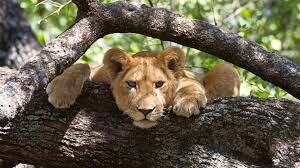 ATA - 3Days  2Nights Materuni waterfalls, Ngorongoro Crater &amp; Lake Manyara