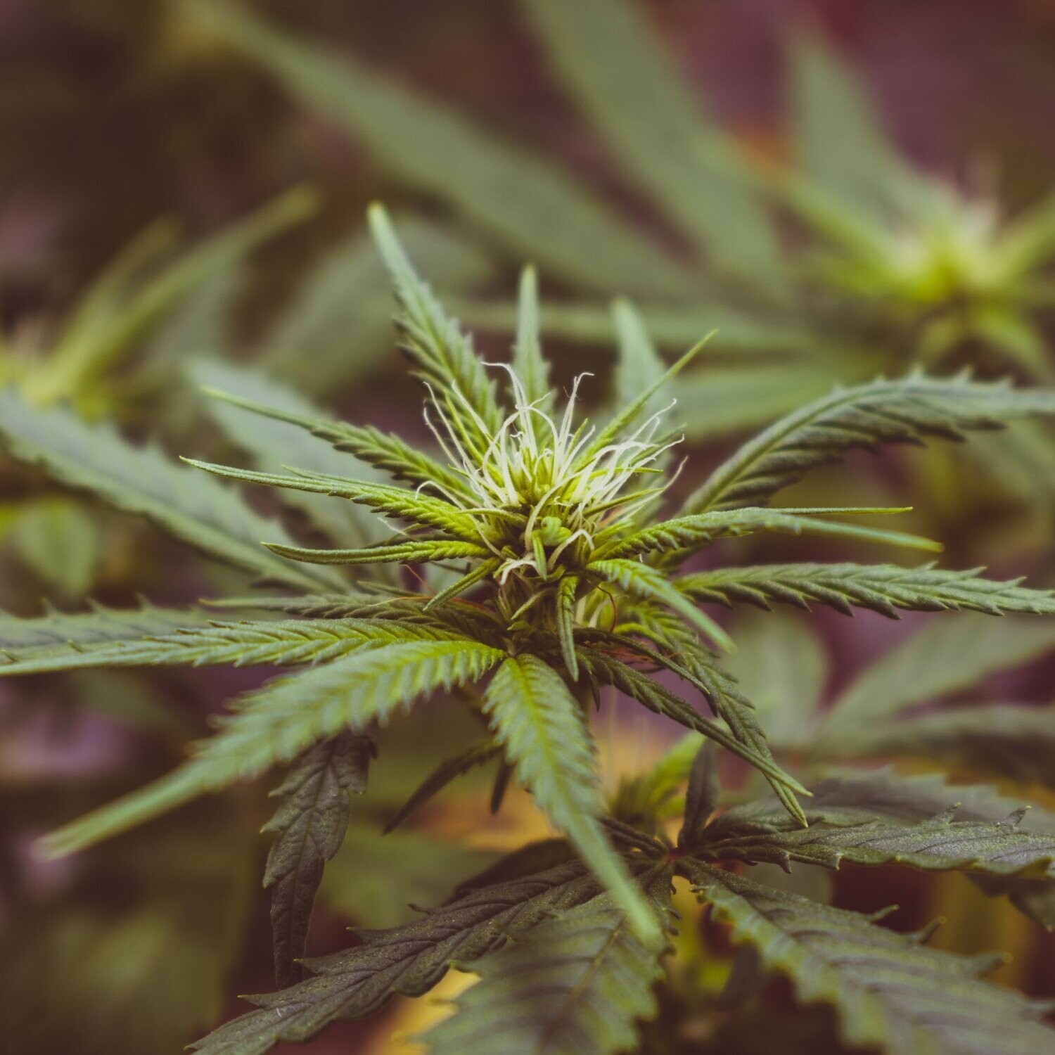 CBD Oil by Kilo