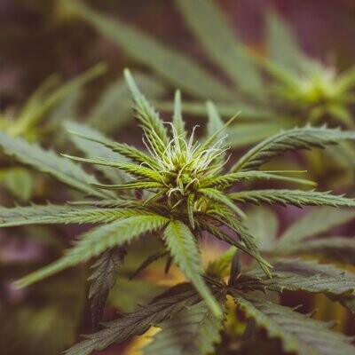 CBD Oil by Kilo