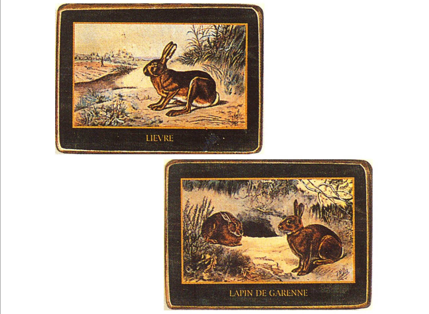 CONIGLI SET DI DUE PEZZI ( S000D97 )