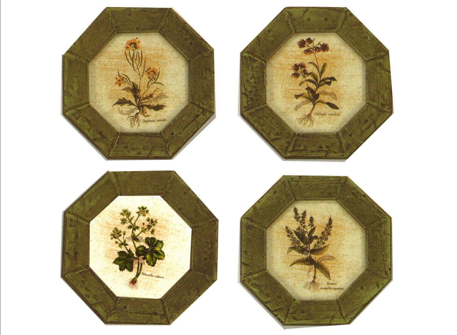 BOTANICHE ( S000313 ) BOTANICHE ( S000313 )
