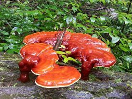 Reishi 2 oz. bottle Dual Extract