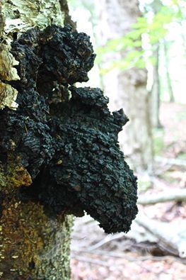Chaga 2 oz. bottle Dual Extract