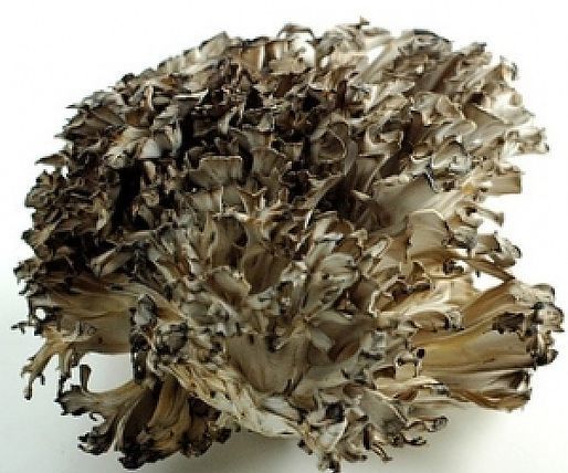 Maitake 2 oz. bottle Dual Extract