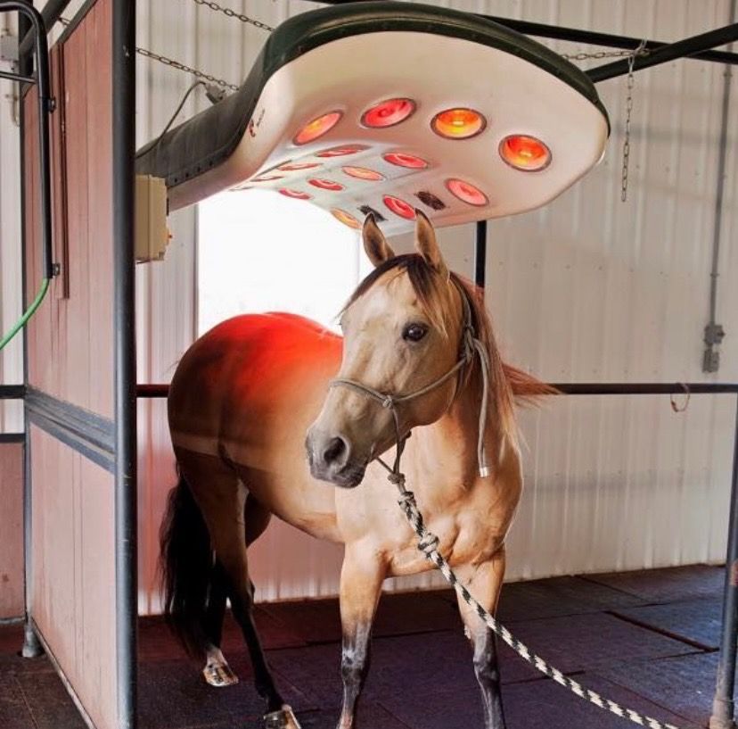 Q-Line MeRCuRR – Equine Solarium