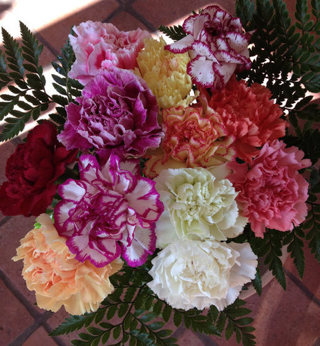 12 Mixed Carnations 12 Mixed Carnations