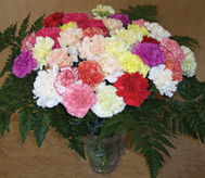 40 Mixed Carnations 40 Mixed Carnations