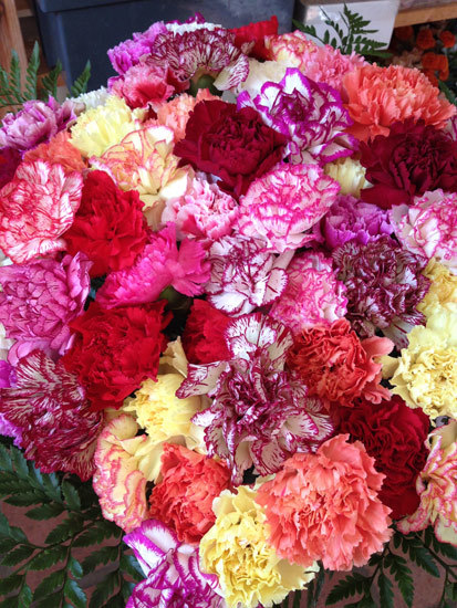 60 Mixed Carnations 60 Mixed Carnations