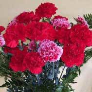Red Bouquet (mixed colours) Red Bouquet (mixed colours)