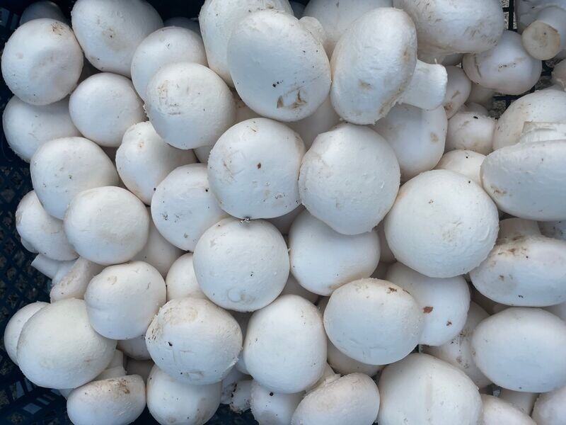 CHAMPIGNON BLANC 300g