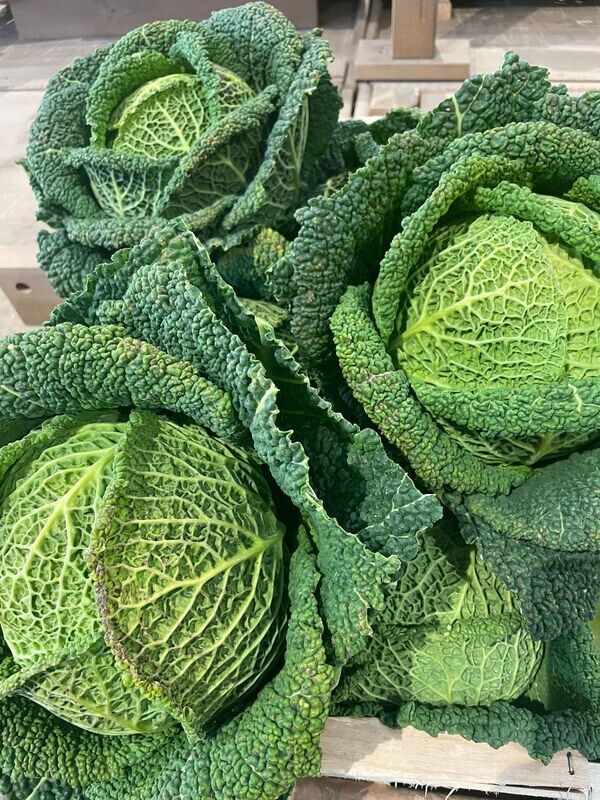 CHOU VERT