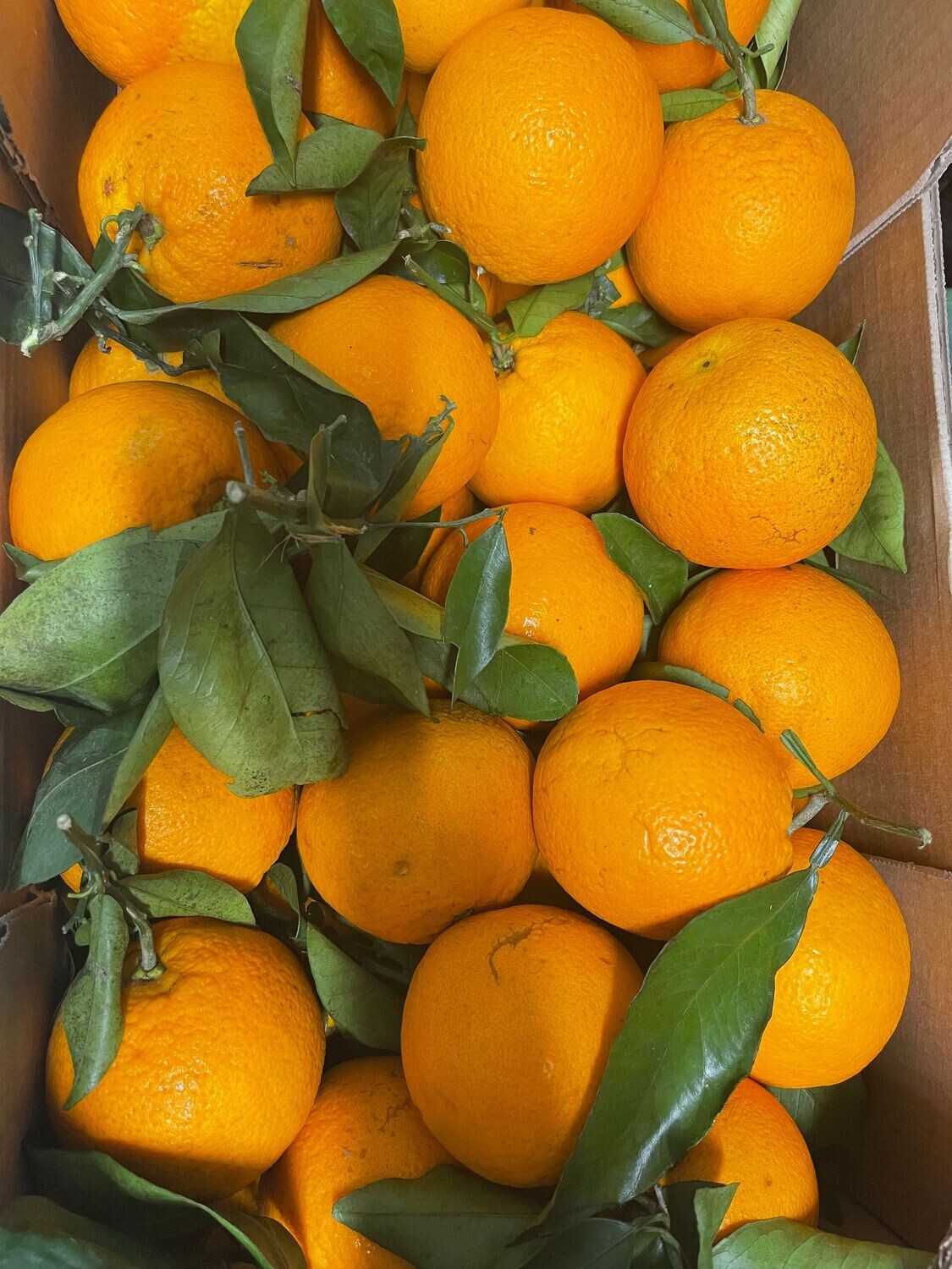 ORANGES 1kg