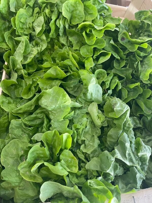 SALADE