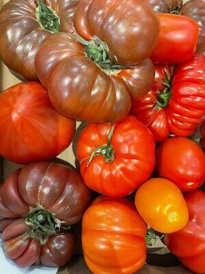 TOMATES ANCIENNES 800g