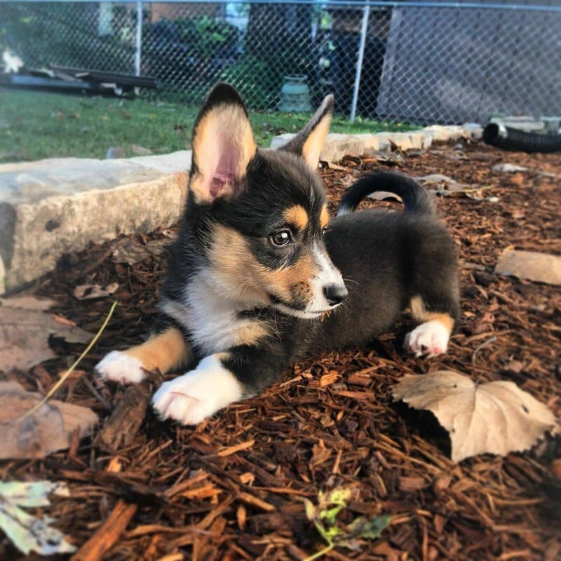 Cute Corgi Puppies - SANDI