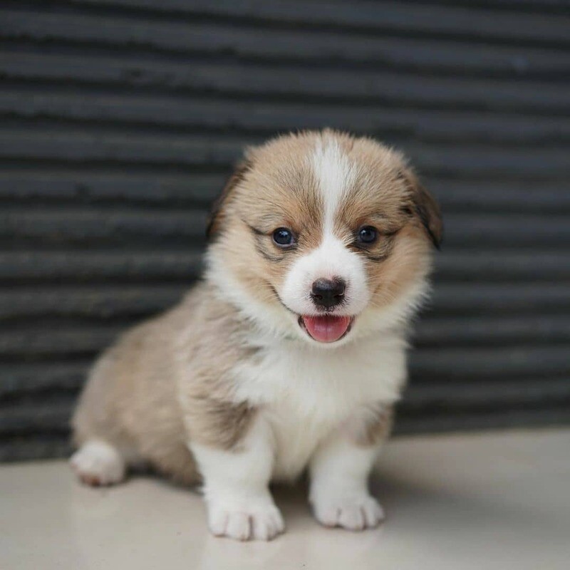 Cute Corgi Puppies - LIZA