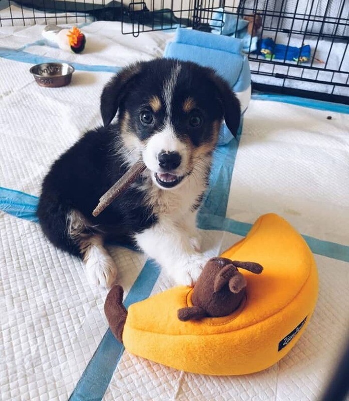 Cute Corgi Puppies - ROY