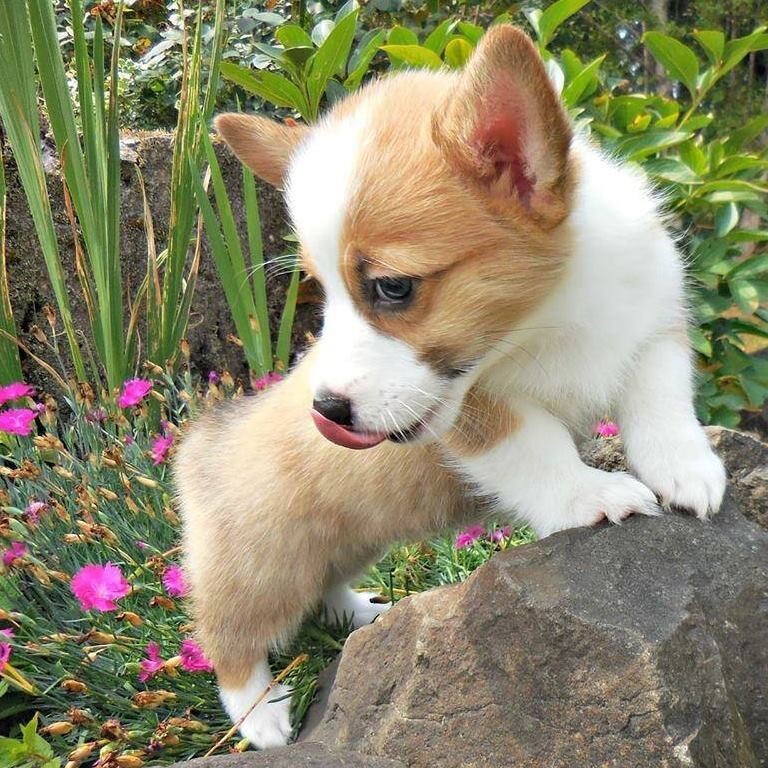Cute Corgi Puppies - EVA