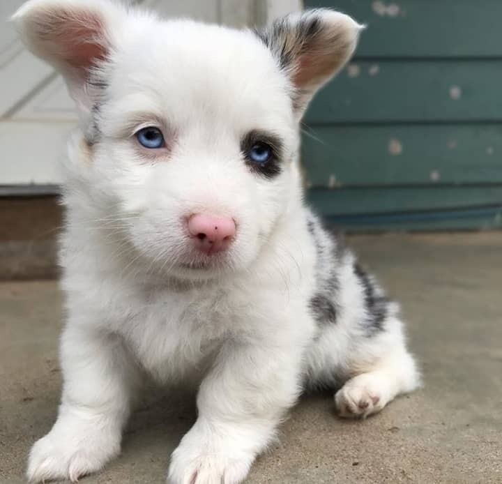 Cute Corgi Puppies - Zulu