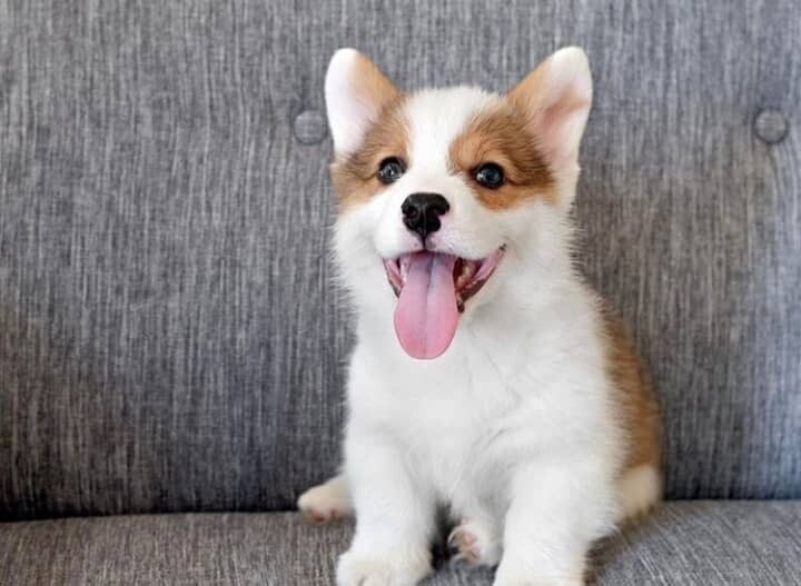 Cute Corgi Puppies - Rali
