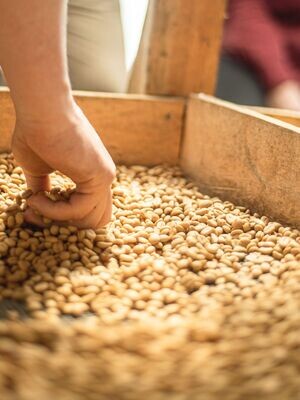 Washed Coffees