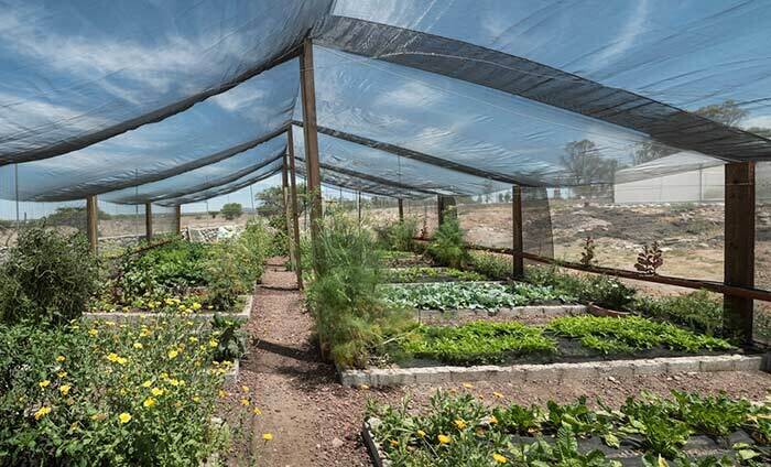 80% Net hail cover agricultural agricultural net anti insect shade net 40% agriculture shade net for agriculture 40 agriculture net