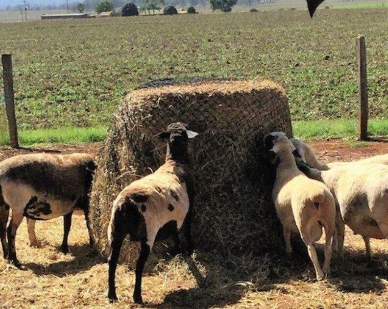5.2x5.2ft 1.6'' hole Heavy Duty Horse Bag Knotless Hay Net Animal Slow Feed Hay Net For Animals Horse Hay Bag Bale Feeder,  Mesh size 4x4cm 
