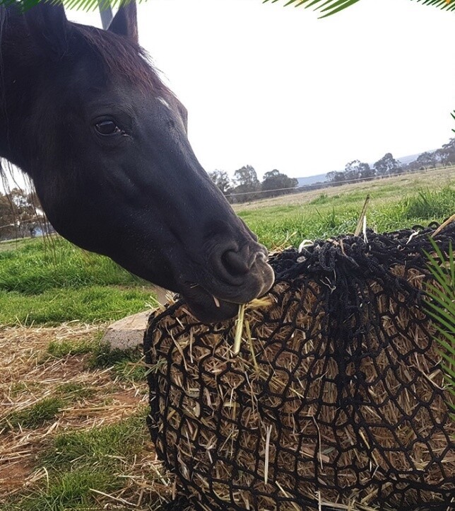 1.2'' hole 2-pack, stock Slow Feed Comfort haynet for Horse feeder Horse Haynets/Horse Feed Bin/Horse Feeder Bags/#custom feed hay nets mesh size 3x3cm 1.2'' hole 2-pack, stock Slow Feed Comfort haynet for Horse feeder Horse Haynets/Horse Feed Bin/Horse Feeder Bags/#custom feed hay nets mesh size 3x3cm