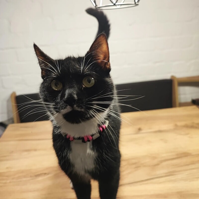 EM-Keramikhalsband Katze