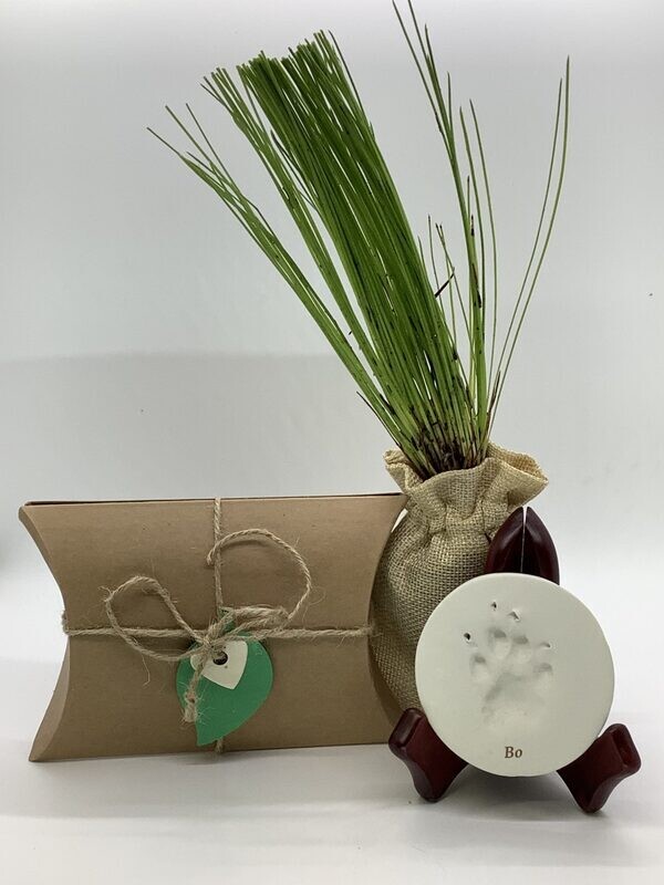 Biodegradable Urn