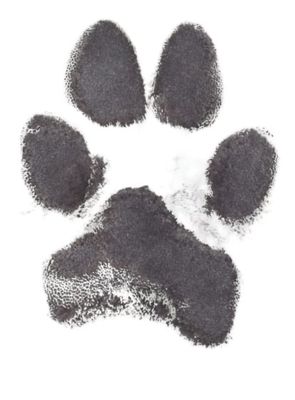 Ink Paw Print