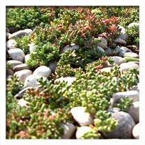 Plantes gazonnantes