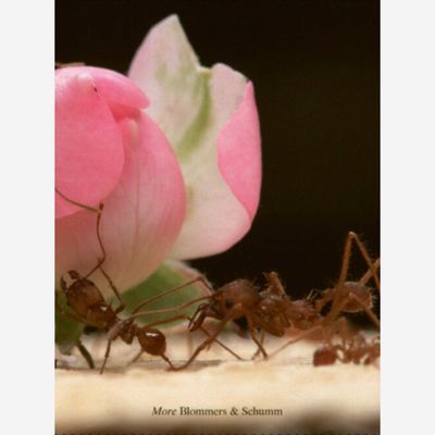 Blommers & Schumm - More Blommers & Schumm - More