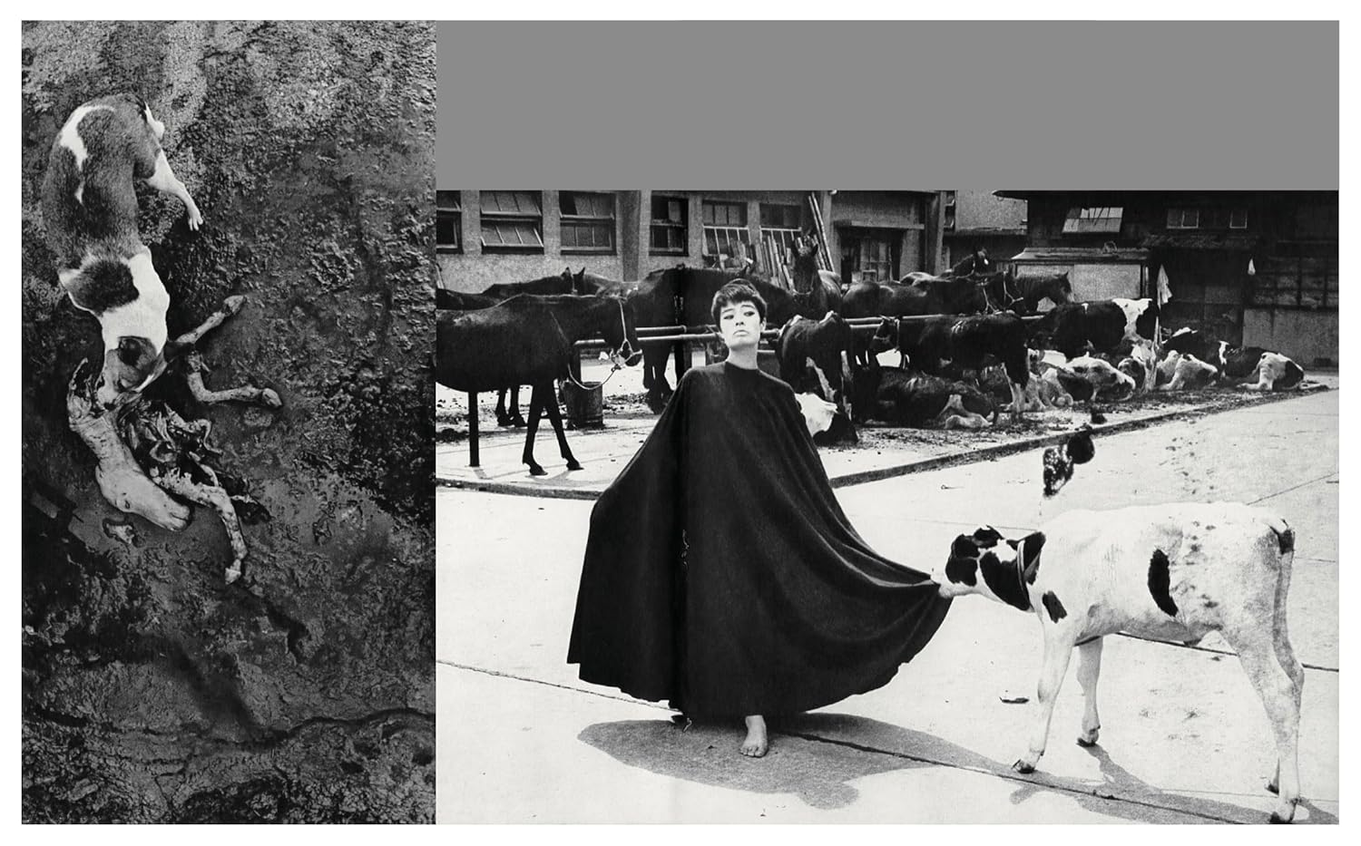 Masahisa Fukase - Homo Ludens