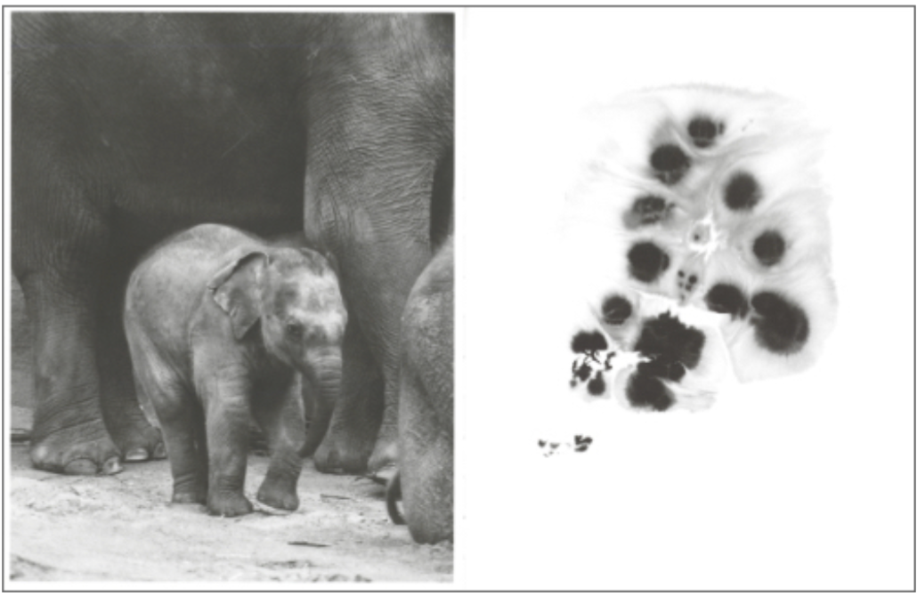 Charlotte Dumas - Entendue