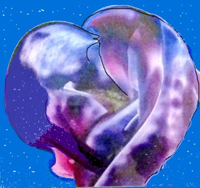 Dolphin Hearts