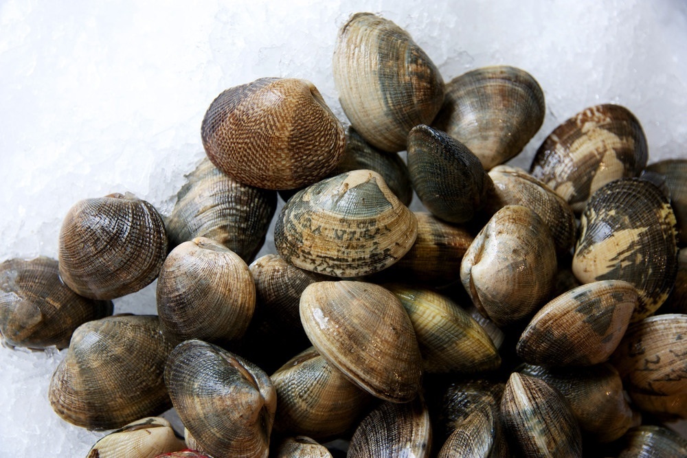 Manilia Clam 野生當天捕撈蛤蠣 (3磅）