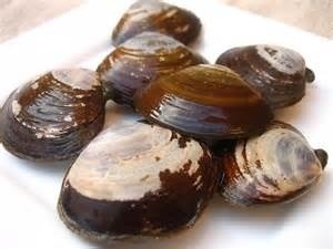 Savory Clam 野生當天捕撈金沙硯 (3磅）