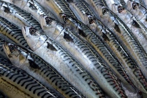 Norway Mackerel Round 挪威鯖魚(每條約1磅）
