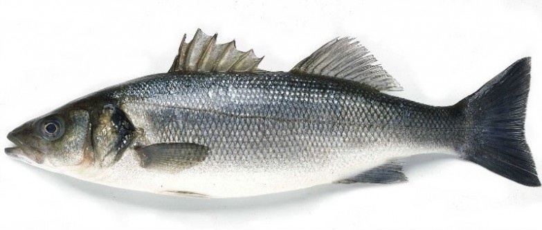 Sea Bass 新鮮空運海鱸魚 (每條約1磅）
