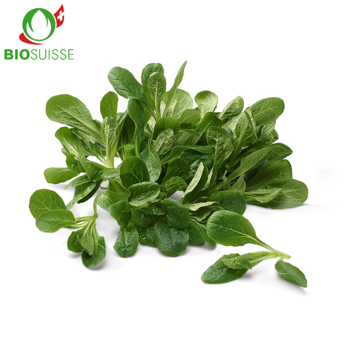 Nüsslisalat Bio