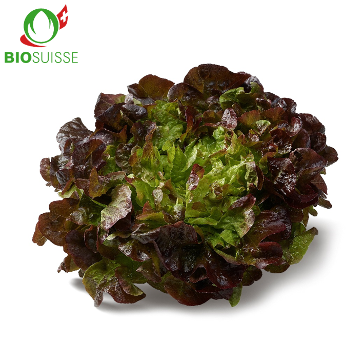 Eichblatt rot Bio