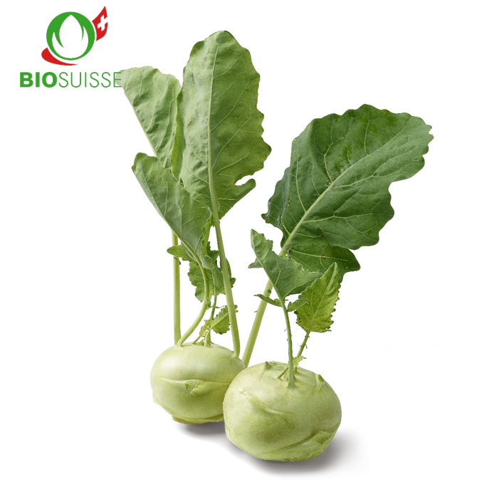 Kohlrabi weiss Bio