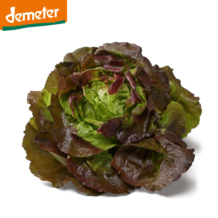 Kopfsalat rot DEMETER
