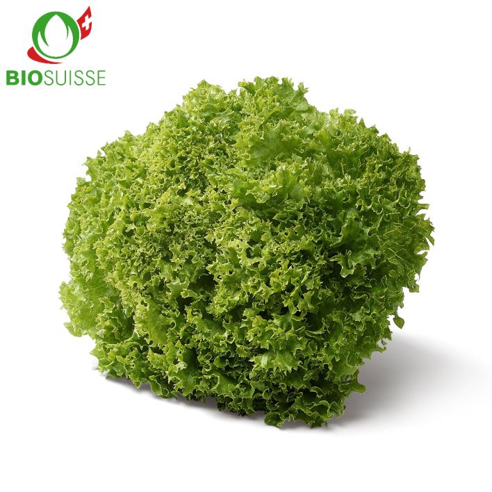Lollo grün kg Bio