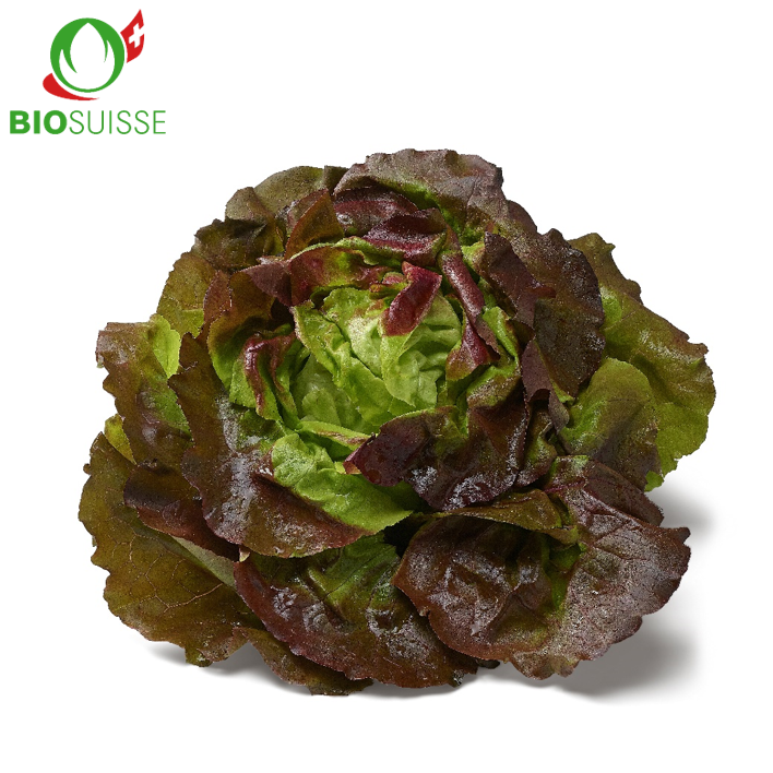 Kopfsalat rot Bio