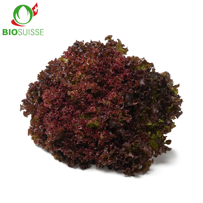 Lollo rot kg Bio