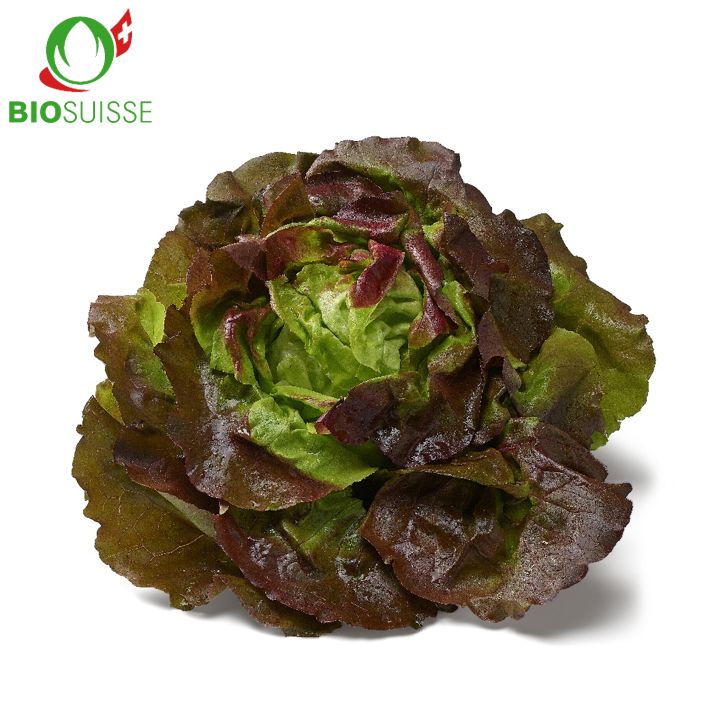 Kopfsalat rot Bio